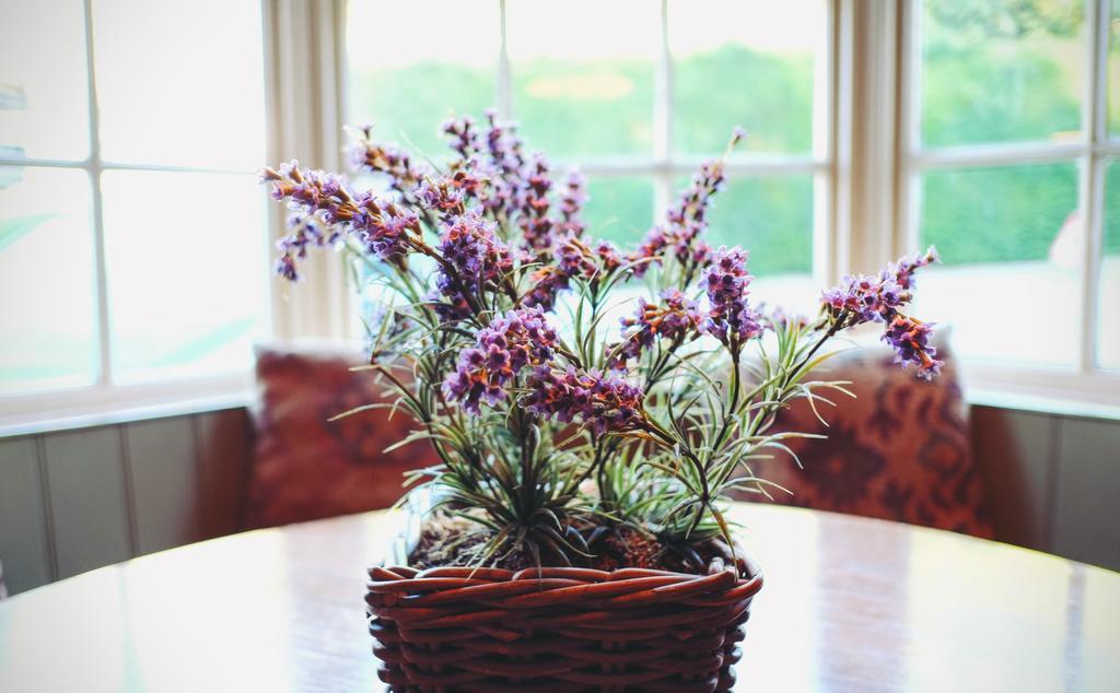 Hambro Arms Hotell Milton Abbas Eksteriør bilde